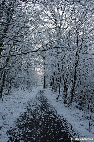 _DSC7278.JPG - Winter in Boswachterij Dorst